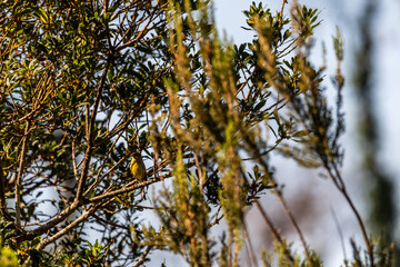 Pájaro en Santa Úrsula, Tenerife.