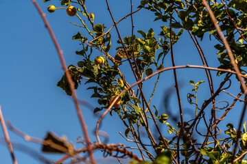Fruta ecológica en una huerta rural, Tenerife.