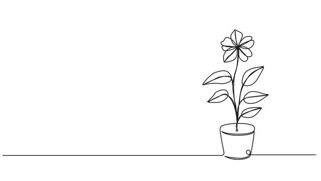 animated continuous single line drawing of potted flower, line art animation