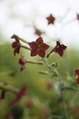 Beautiful red tobacco flowers blossoming on summer day outdoors. Ornamental fragrant tobacco flowers lighted by rays of sun. Nicotiana alata, Jasmine tobacco.