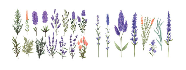 Elegant Collection of Hand-Drawn Lavender and Wildflowers Illustrations, Perfect for Invitations, Greetings, and Wall Art - obrazy, fototapety, plakaty