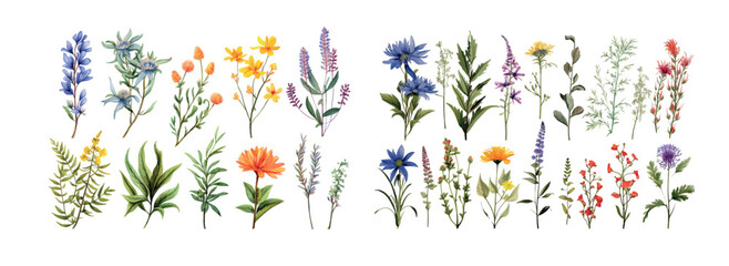 Vibrant Collection of Illustrated Wildflowers Featuring Various Species in Full