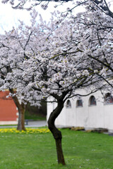 Beautiful flowering cherry tree. Spring.
