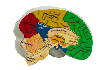 Model brain with anatomy