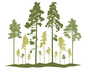 Spring season, silhouette of coniferous forest, pine trees. Beautiful nature, woodland. Vector illustration