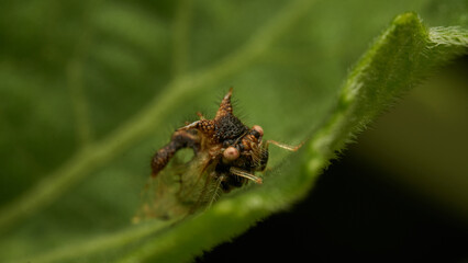 strange insect walking on a green leaf (Cyphonia)