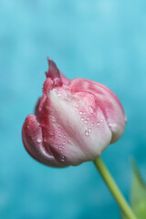 Beautiful pink tulip with water drops on blue background, close up