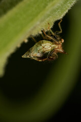 strange insect walking on a green leaf (Cyphonia)