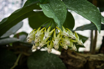  hoya multiflora flower close-up.  hoya multiflora flowering in the greenhouse