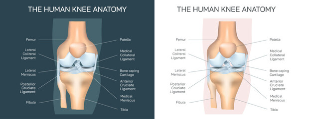 The human knee anatomy vector illustration. Common knee problems, Symptoms and causes of rheumatoid arthritis and osteoarthritis. Types of knee joint Injuries and Disorders. General condition and pain