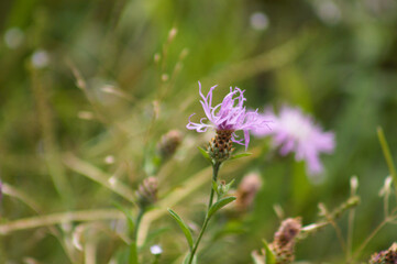 Closeup of spotted knapweed flower with green blurred plants on background