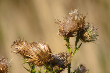 Closeup of dried bull thistle seeds with brown background