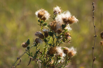Closeup of brown fluffy bull thistle seeds with green blurred background