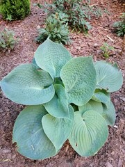 blue Hosta hybrida Elegance with huge textured leaves on a mulched garden bed. Nature background