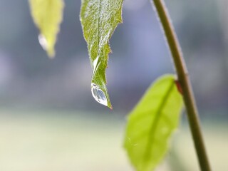 Obraz premium leaf, water, nature, rain, drop, plant, dew, wet, drops, macro, leaves, raindrop, grass, garden, closeup, droplet, flora, fresh, green, environment, spring, texture, summer, liquid, close-up