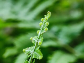 leaf, water, nature, rain, drop, plant, dew, wet, drops, macro, leaves, raindrop, grass, garden, closeup, droplet, flora, fresh, green, environment, spring, texture, summer, liquid, close-up