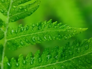 green leaf with water drops