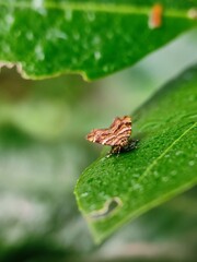 insect, nature, macro, bug, animal, leaf, spider, fly, butterfly, grass, closeup, plant, close-up, flower, wildlife, brown, beetle, summer, small, wild, close, animals, garden, insects, pest