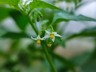 flower, spring, nature, blossom, tree, white, flowers, plant, bloom, garden, branch, beauty, leaf, summer, blooming, apple, cherry, macro, close-up, closeup, season, petal, bud, potato, flora