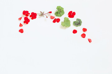 frame of red geranium on white background