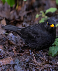 blackbird on the ground