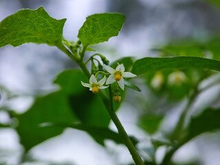 flower, spring, nature, blossom, tree, white, flowers, plant, bloom, garden, branch, beauty, leaf, summer, blooming, apple, cherry, macro, close-up, closeup, season, petal, bud, potato, flora