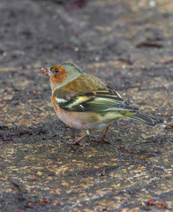 Chaffinch  on the ground