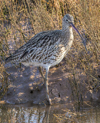 Curlew in reeds 