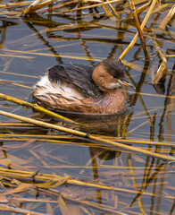 Little Grebe in the water