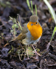 robin on a branch