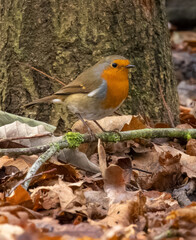 robin on a branch