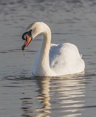 swan on the lake