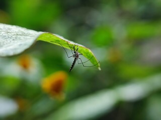 insect, nature, macro, animal, leaf, dragonfly, bug, wildlife, fly, closeup, grass, wings, wild, summer, grasshopper, flower, spider, insects, plant, wing, fauna, butterfly, garden, close-up, brown