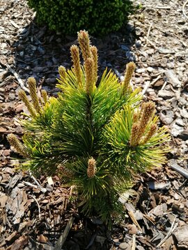 dwarf coniferous shrub.slow growing form of yellow Pinus mugo Winter Gold with new cones and  spring vegetation on a flower bed