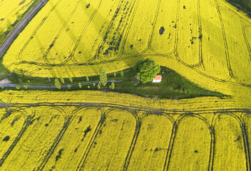 Aerial drone top view fields of rapeseed and wheat with lines on spring or summer day. Nature  landscape. - 741477916