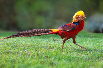 Golden pheasant in wild nature with green background, Chrysolophus, pictus - wildlife - 741478321