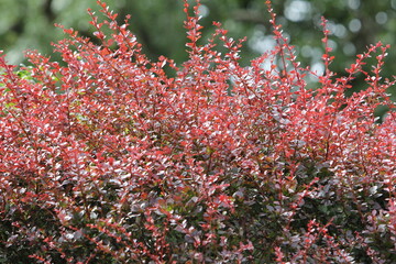 Berberis thunbergii