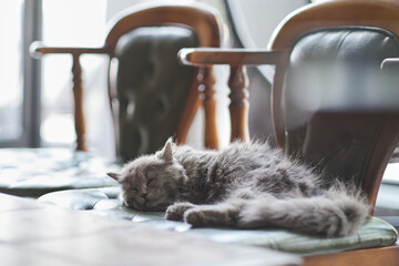The fluffy gray cat is peacefully napping on the vintage-style wingback chair in the living room.