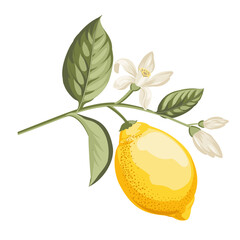 Lemons branch on white background - 741479901