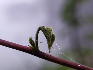 nature, insect, macro, leaf, plant, animal, bug, spring, tree, flower, closeup, insects, branch, wild, close-up, wildlife, butterfly, caterpillar, spider, water, fly, garden, bud, brown