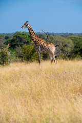 The giraffe is a large African hoofed mammal belonging to the genus Giraffa. It is the tallest living terrestrial animal and the largest ruminant on Earth.