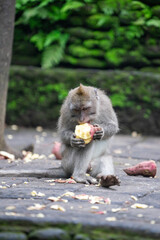 young monkey is sitting and eating sweet potatoes in the monkey forest of Ubud Bali