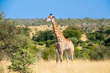 The giraffe is a large African hoofed mammal belonging to the genus Giraffa. It is the tallest...