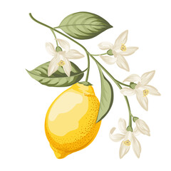 Lemons branch on white background - 741480914