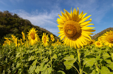 Sunflowers on an agricultural field in Asia. Plant yellow flowers  and sunflower seeds. backgroud nature blue sky and mountains. during nice sunny winter day in farmer's garden.