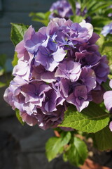 beautiful blooming Hydrangea macrophylla in a sunny summer garden. Floral wallpaper
