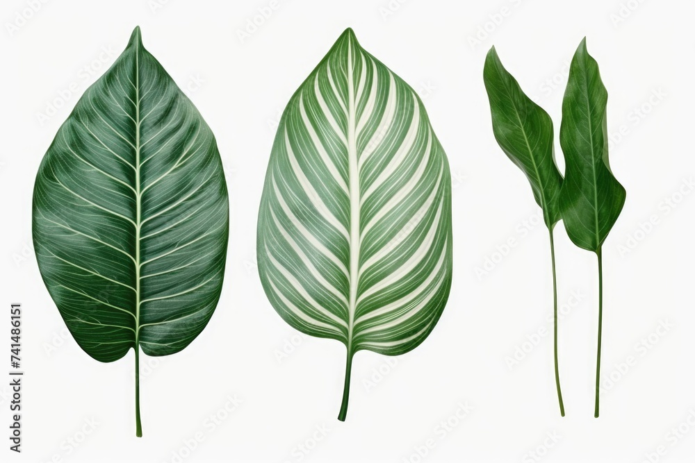 Aufkleber image of three distinct types of leaves on a plain white background. perfect for botanical illustrat