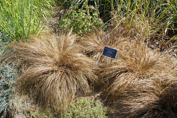 an unusual New Zealand plant.Carex buchananii with brown narrow leaves on a flower bed on a sunny summer day. Buchanan's s edge, cutty grass. Nature wallpaper - obrazy, fototapety, plakaty