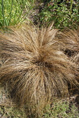 an unusual New Zealand plant.Carex buchananii with brown narrow leaves on a flower bed on a sunny summer day. Buchanan's s edge, cutty grass. Nature wallpaper