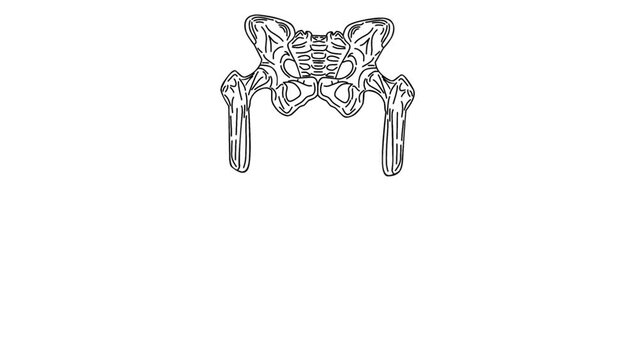 Healthy tailbone animation. Suitable for Health Content.